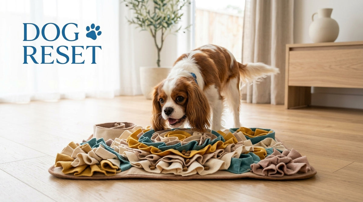 Kit Dog Reset - Enrichissement & Stimulation pour chiens